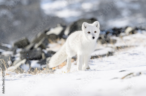 Arctic fox cub (Vulpes lagopus) in autumn snow in Dovre mountains, Norway © STUEDAL