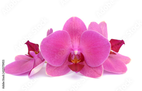 orchid © anphotos99