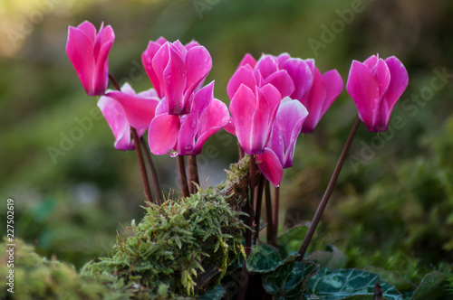 closeup of pink cyclamen in a garden © pixarno