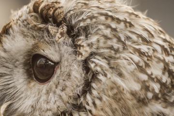 Owl close up. Beautiful wild bird. Brown plumage