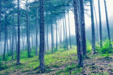 fairytale forest on misty morning 