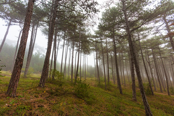 fairytale forest on misty morning 