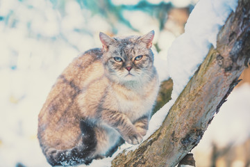 Siamese cat sits on a tree in the garden in a snowy winter