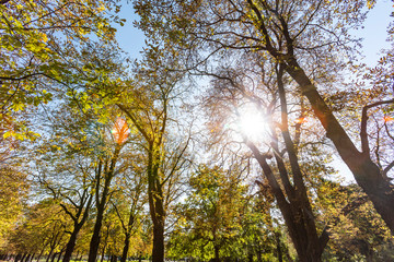 sun rays in green forest 