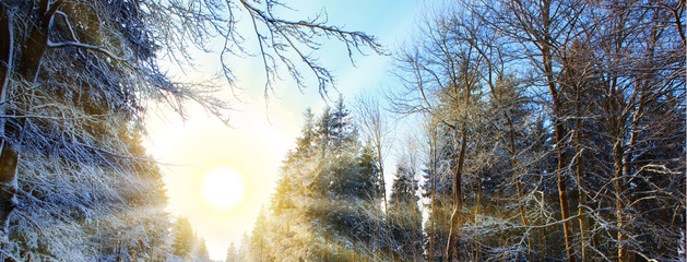 Sunset in winter forest. Winter background.