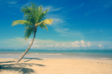 Palm tree on white tropical beach. Travel background.
