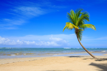 Palm tree on white tropical beach. Travel background.