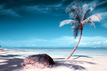 Palm tree on white tropical beach. Travel background.