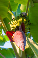 Under the crowns of banana tree