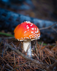 fly agaric in the forest