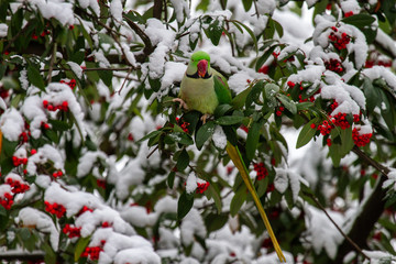 Green parrot on the tree in winter. Rose-ringed parakeet.