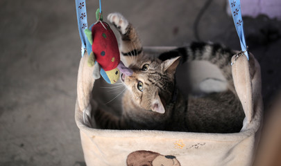 funny red, brown and black white stripped cat inside a kitten cozy swing, with a red toy