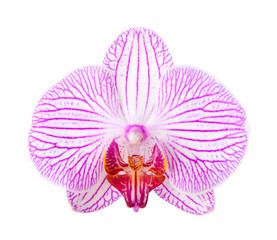 Close-up of beautiful Orchid flower on white background.  phalaenopsis