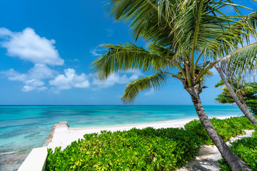 Sunny beach with tropical palms