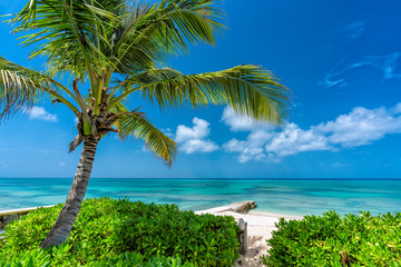 Sunny tropical beach with palm tree, clear ocean water