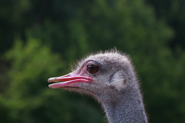 Head shot of an ostrich looking at the camera