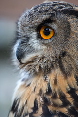 Owl closeup portrait, of bright eyes face and beak. nature photograph bird of prey hunting with feathers
