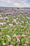 Sommerwiese mit Bienenweide