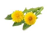 dandelion flowers and leaves