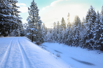 WInter day with fresh snow, fir trees, water canal, road and tracks