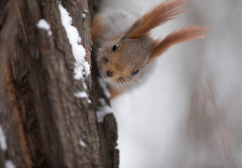 squirrel on a tree trunk in winter