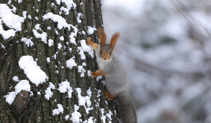 squirrel on a tree trunk in winter