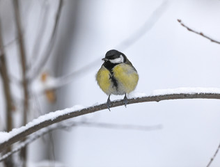 tit on a branch in winter
