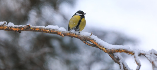 tit on a branch in winter