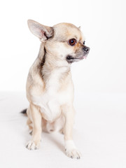 adorable chihuaua side view in studio 