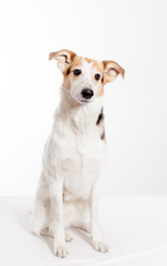 cute short haired  collie sitting in studio with white background