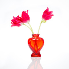 three red tulips in a heart shaped glass vase isolated on white