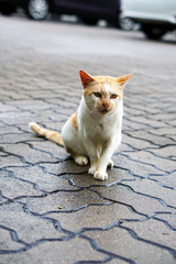 Beautiful cat on the street - Image