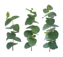 Eucalyptus three twigs with green leaves isolated on white background