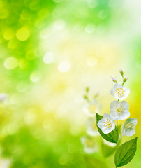 White jasmine The branch delicate spring flowers