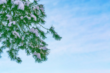  Frozen winter forest with snow covered trees.