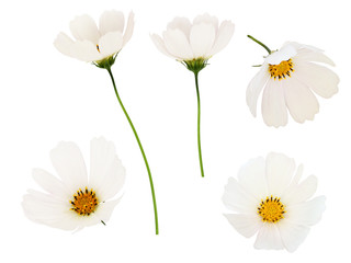 Set of white cosmos flowers
