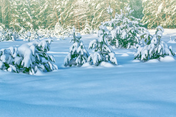  Frozen winter forest with snow covered trees.