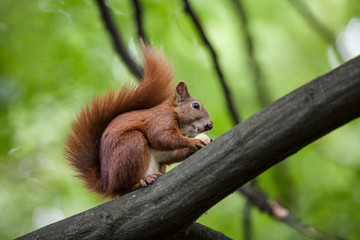 The squirrel eats a nut on the tree