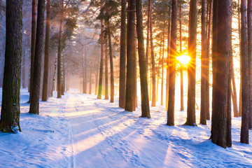 Winter forest with sun