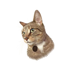 Cute cat isolated on white background. Realistic drawing of a cat with green eyes and a pet tag. Design template. Good for print T shirt. Hand painted illustration. Art background, banner for pet shop