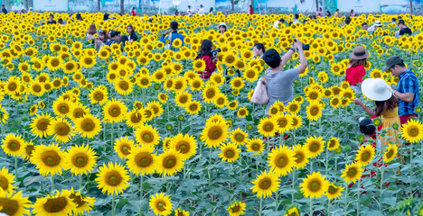 Ho Chi Minh City, Vietnam - December 23rd, 2018: Blossoming sunflower fields attract a lot of tourists to visit and take photos on the weekend celebrating the New Year in Ho Chi Minh City, Vietnam