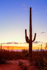 Saguaro cactus (Carnegiea gigantea) stands out against an evening sky, Arizona, United States.