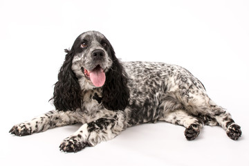 A mature springer spaniel photo shoot isolated on white background