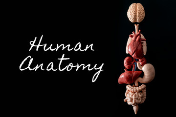 Human anatomy, organ transplant and medical science concept with a collage of human organs in anatomically correct position like brain, heart, lungs, stomach and liver isolated on black background