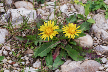 Subalpine wild flowers summer.