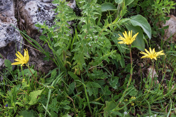 Subalpine wild flowers summer.