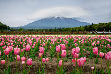 Fuji mountain and tulip field with unusual form of cloud on top.