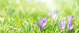 Banner oder Hintergrund mit Textfreiraum für Frühling, Ostern