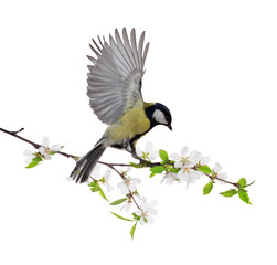 cherry tree blossoming branch with great tit