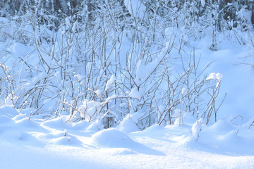 trees in the snow